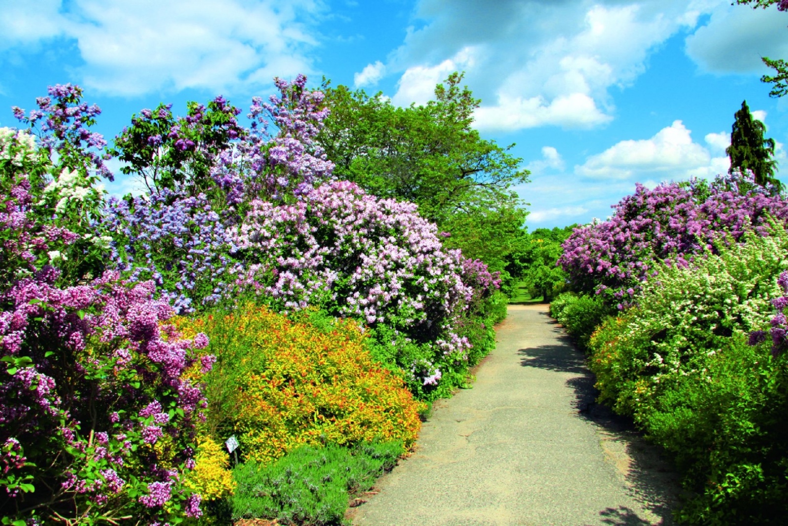 Arboretum w Kórniku
