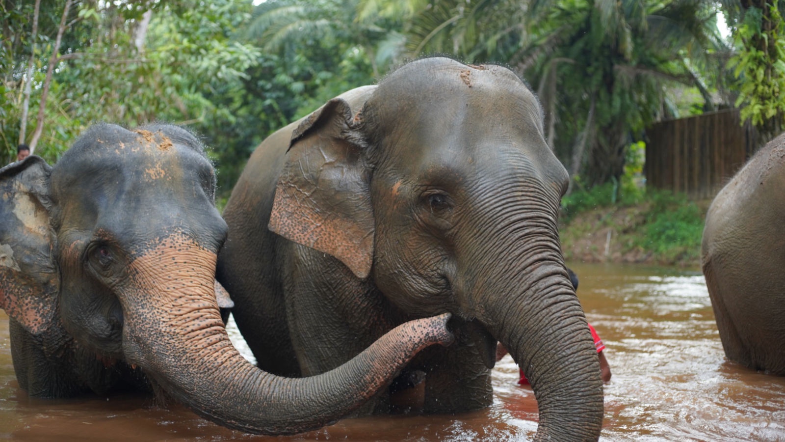 Elephant Sanctuary Khaolak
