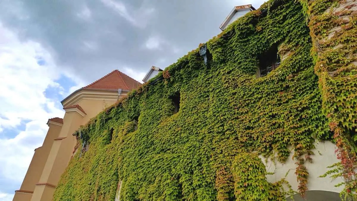 Muzeum Regionalne Ziemi Pyzdrskiej