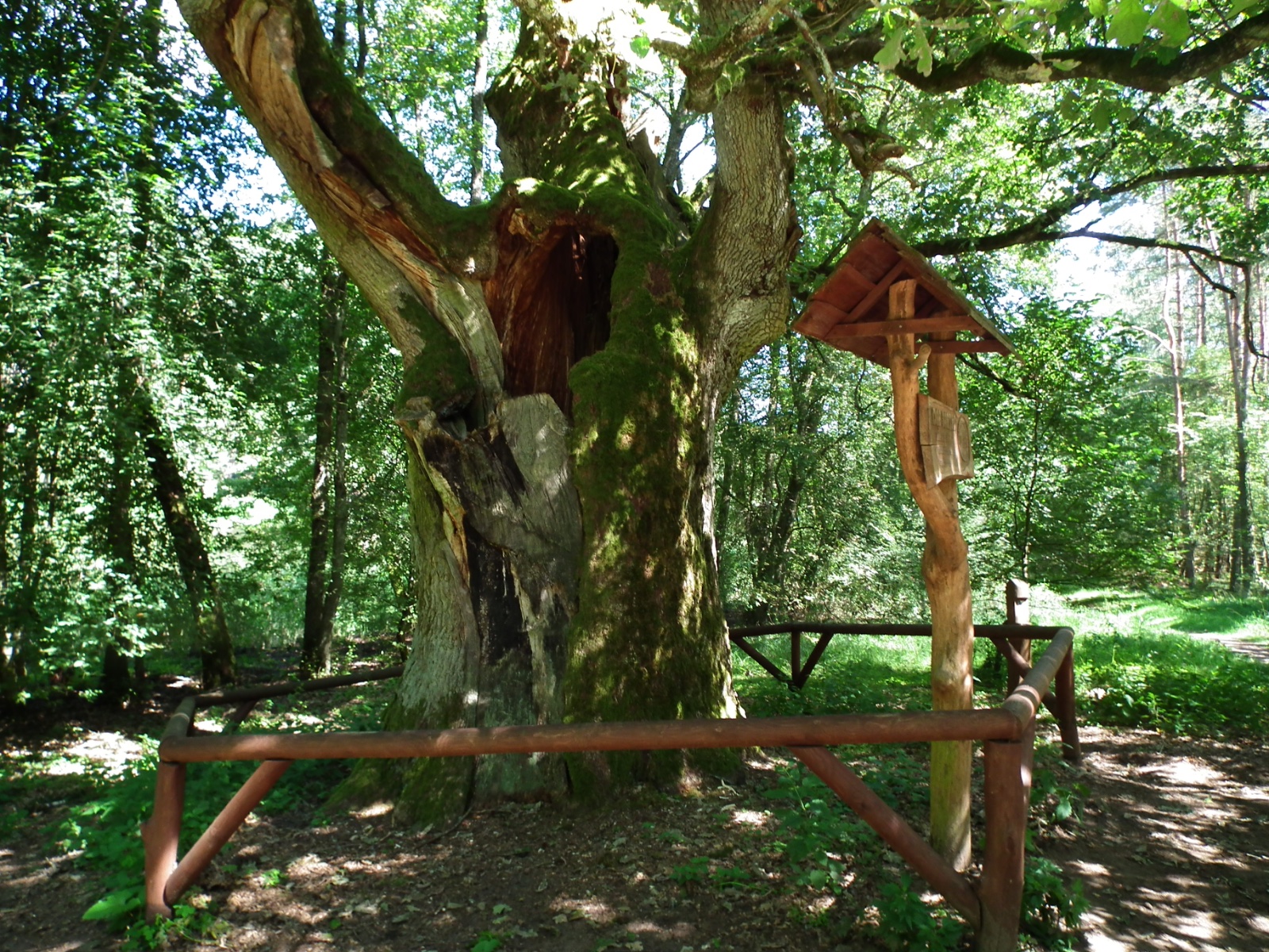 Pomnik Przyrody - "Dąb Bartuś"