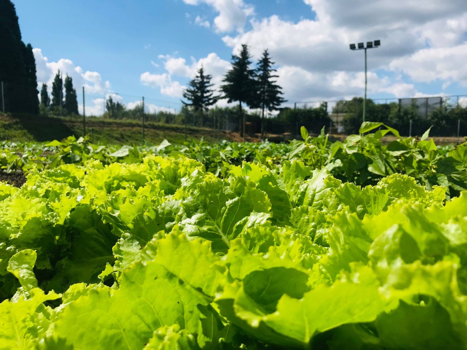 Poznańska Farma Miejska