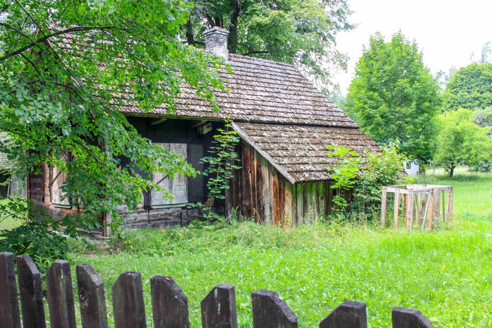 Stara Grusza w Osadzie Wierszalin